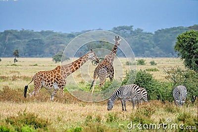 Rothschildâ€™s Giraffe at Lake Nakuru national park Kenya Stock Photo